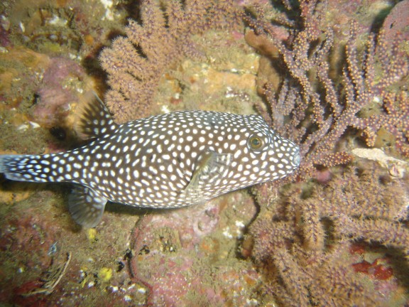 parguera - cabo corrientes
