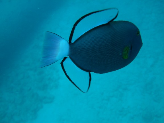 Honolulu, United States
