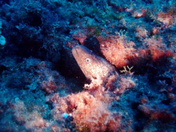 Xàbia, Spanien - fish