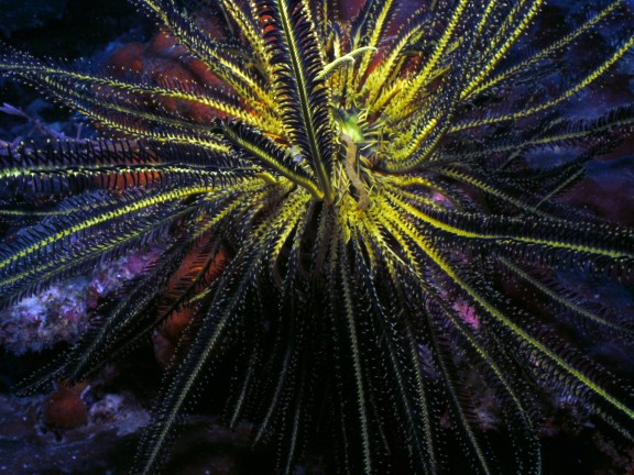 Malaysia