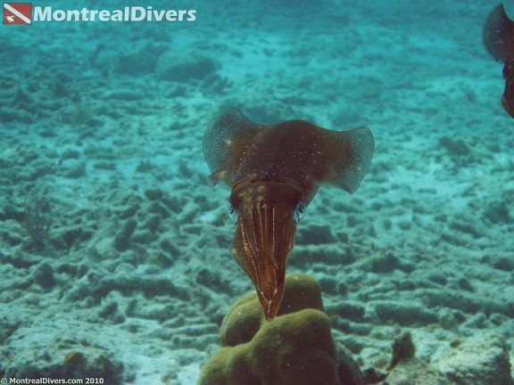 Bonaire
