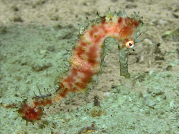 Cebu, Filippinerna