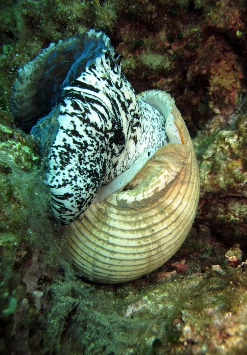 Red Sea