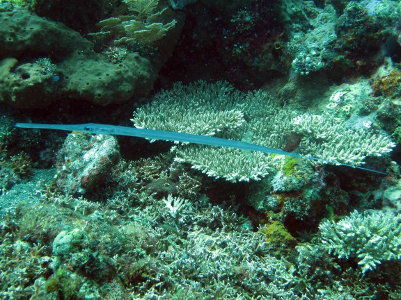 Kubu, Indonesia