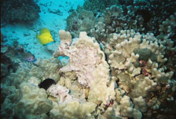 Kailua-Kona, United States