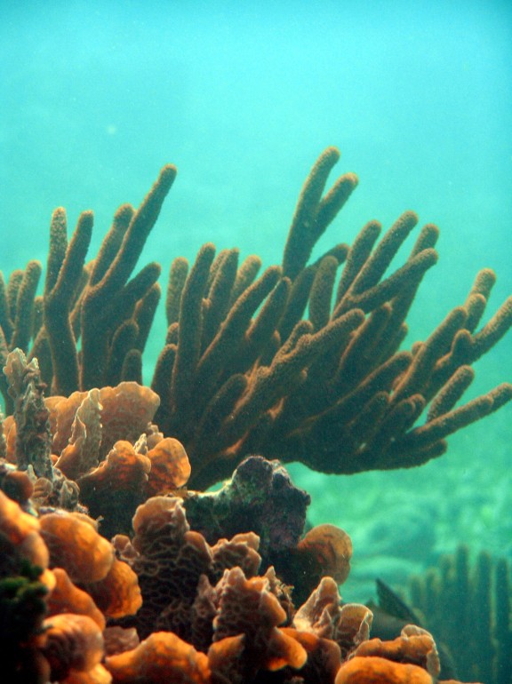 Puerto Morelos