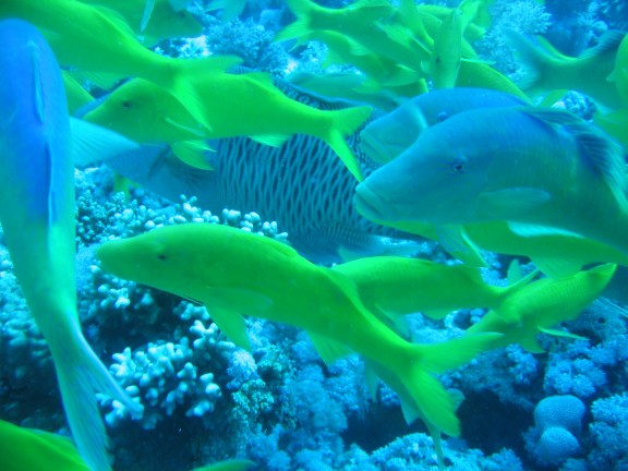egitto sharm