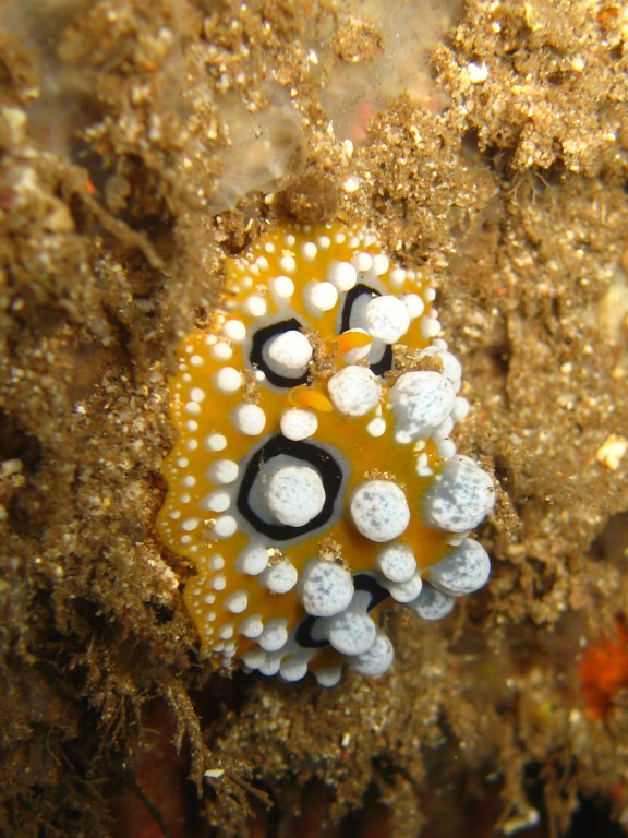 Baturiti, Indonesien