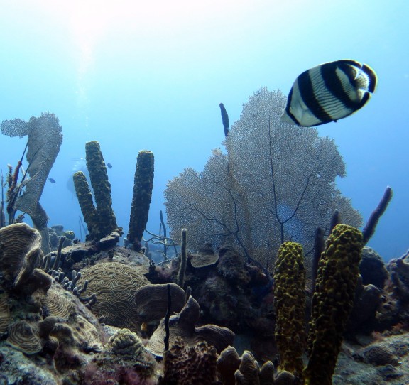 Bayahibe, Dominikanische Republik