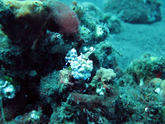 Kubu, Indonesia