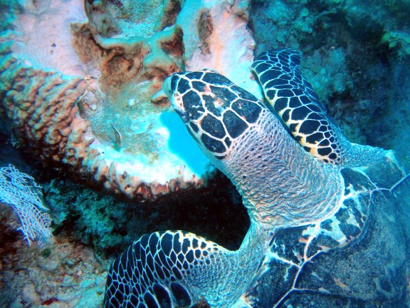 Quintana Roo, Mexico