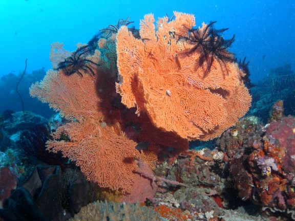 Tirawuta, Indonesia