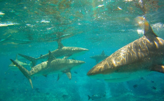 Alice Town, The Bahamas