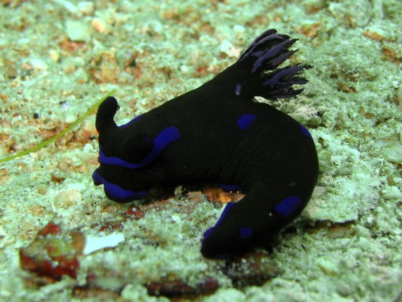 Cebu, Filippinerna