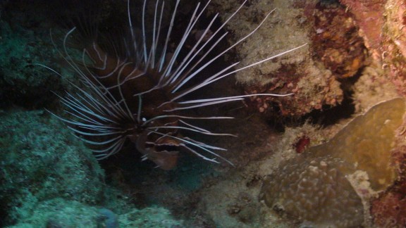 Red Sea