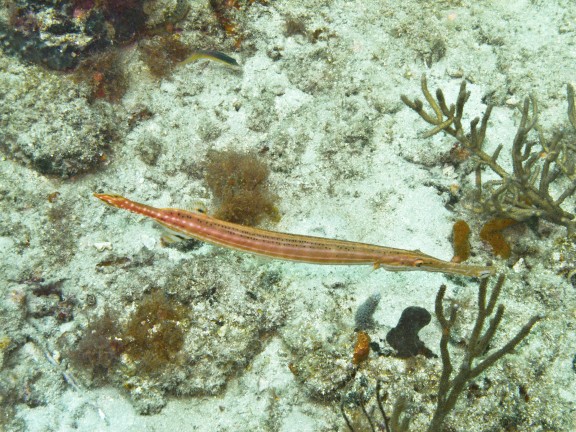 Palm Beach, United States