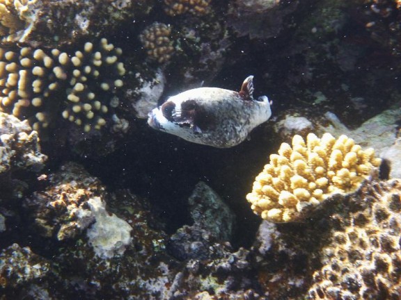 Dahab, Egypt