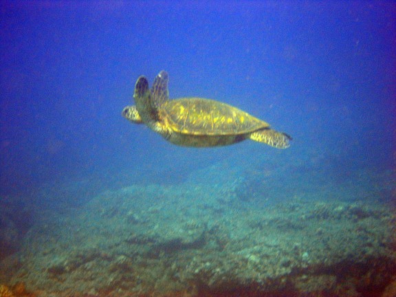 Wailuku, United States