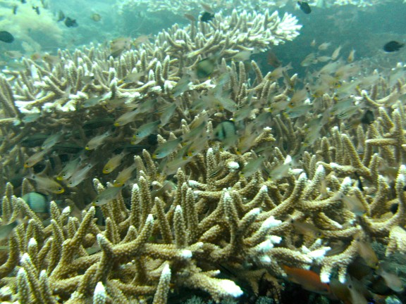 Kubu, Indonesia