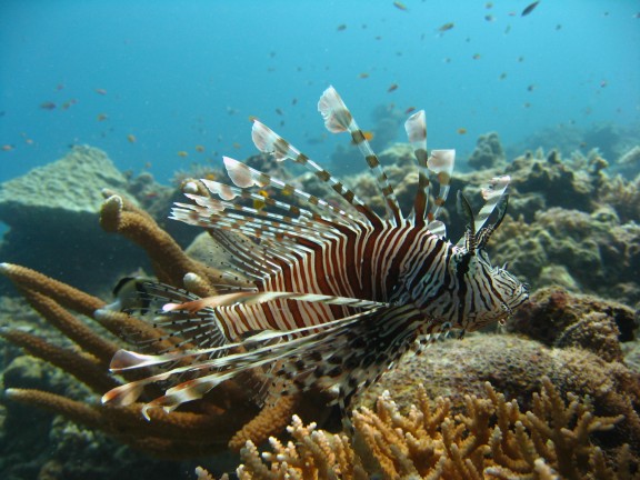 Andaman, Indien
