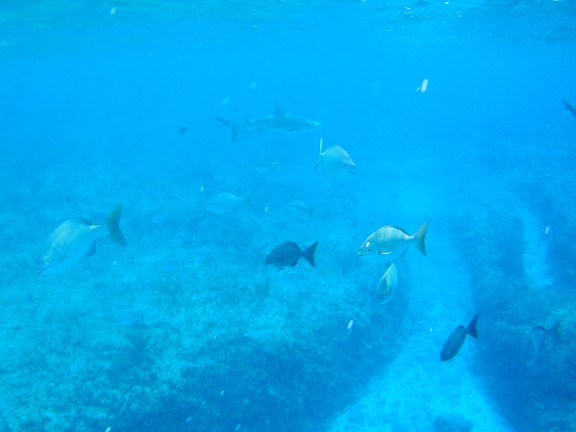 Alice Town, The Bahamas