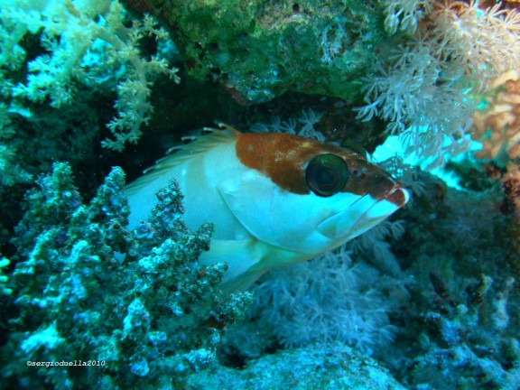 Sharm El Sheikh, Egitto - fish