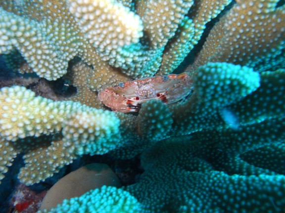 Honolulu, United States