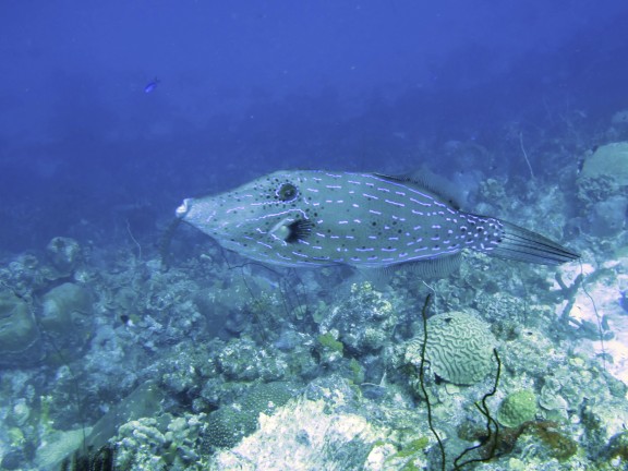 Kralendijk, Netherlands Antilles