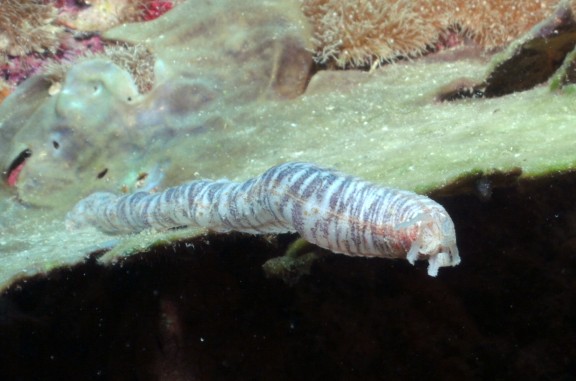 Malaysia