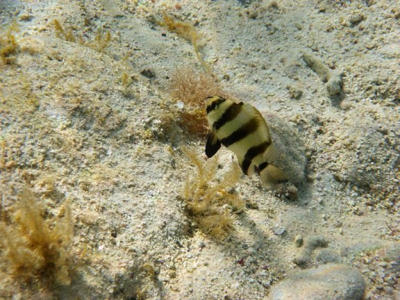 Dahab, Egypt