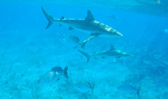 Alice Town, The Bahamas