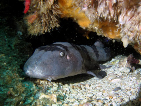 Cebu, Filippinerna