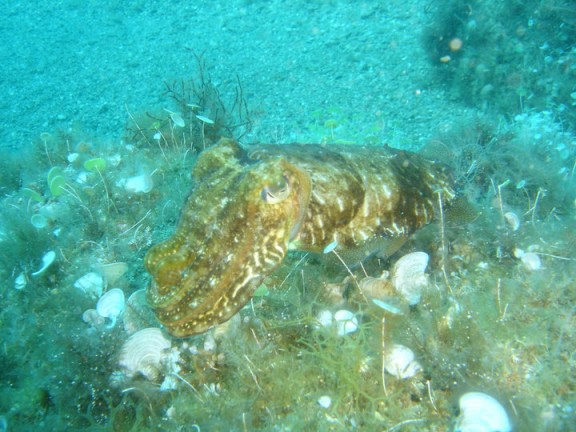 Torroella de Montgrí, España