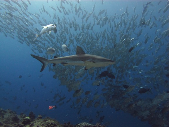 Koror, Palau