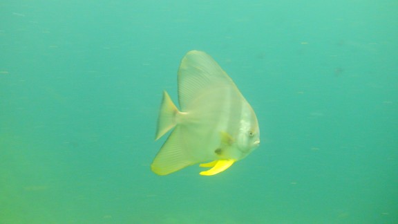 The Gulf of Oman