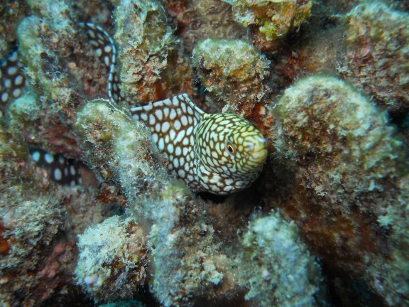 Honolulu, United States