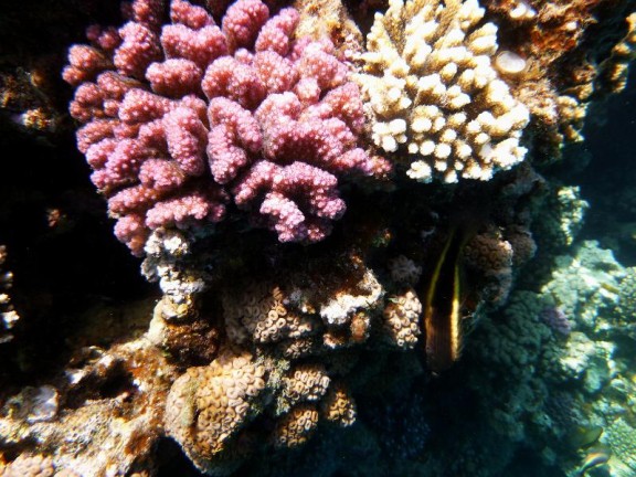 Dahab, Egypt