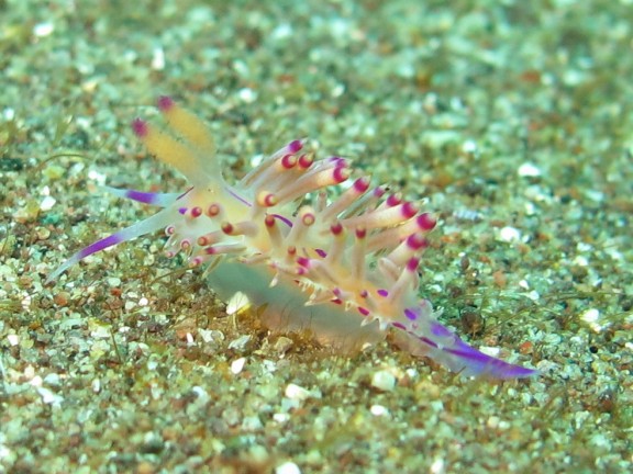 Nusa Tenggara Timur, Indonesia