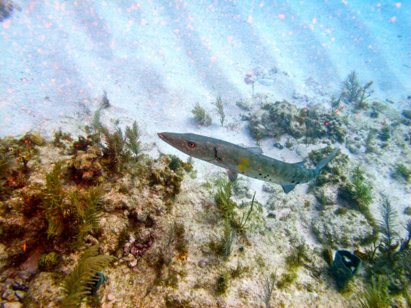 Key Largo 