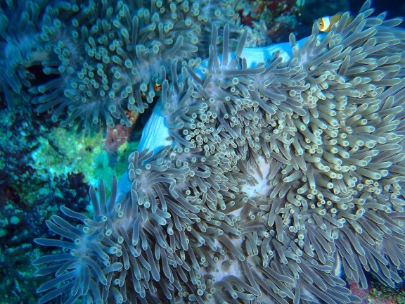 Similan.Tailandia