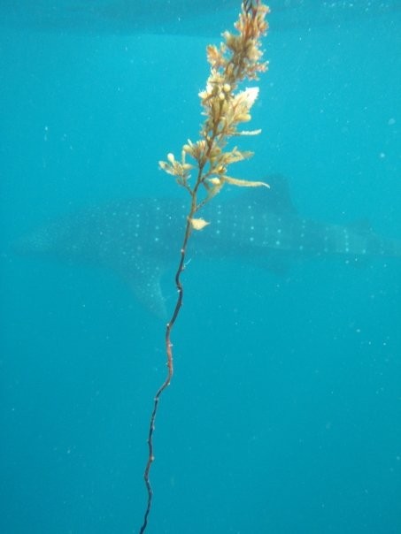 Tadjourah, Djibouti