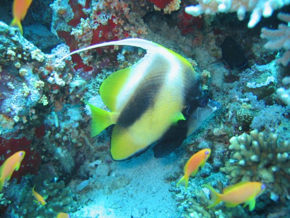 egitto sharm