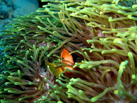 Eydhafushi, Maldives - fish