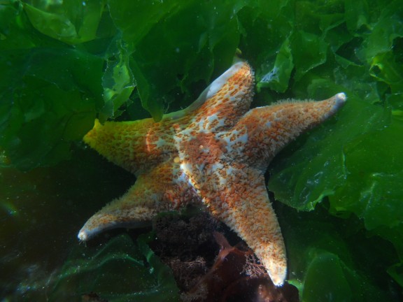 Ucluelet, Canada