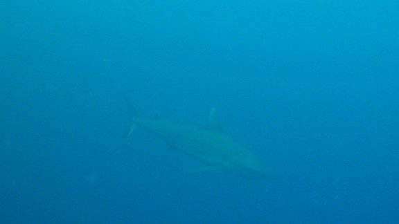 Red Sea