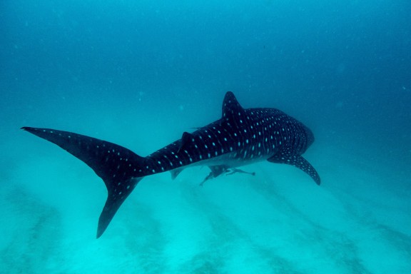Dhidhdhoo, Maldives