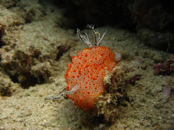Andaman, Indien