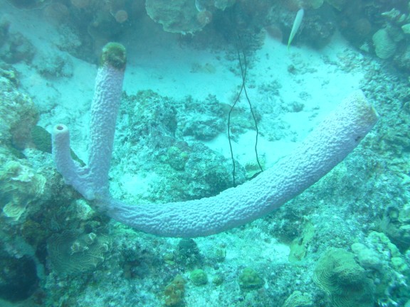 Kralendijk, Caribbean Netherlands