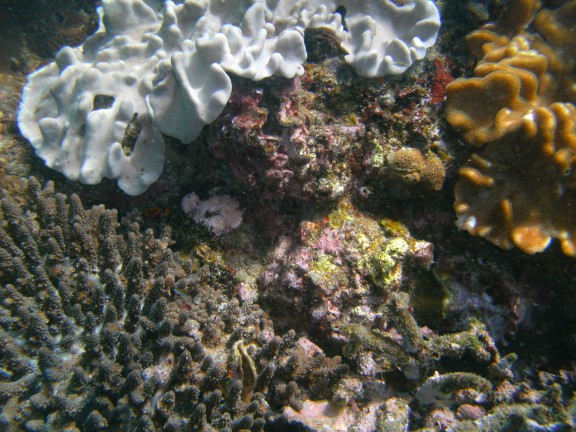 Mosquito island