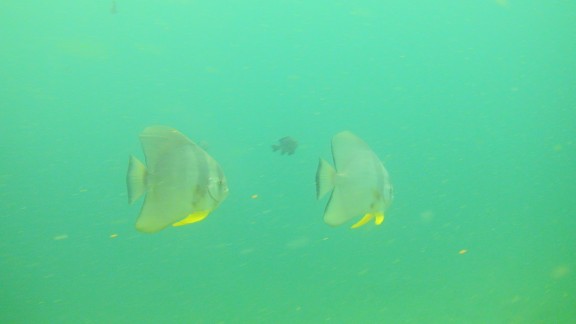 The Gulf of Oman